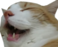 Catlul.png