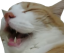 Catlul.png